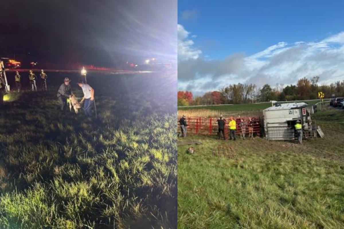 Cows Killed in Crash on Upstate New York Road