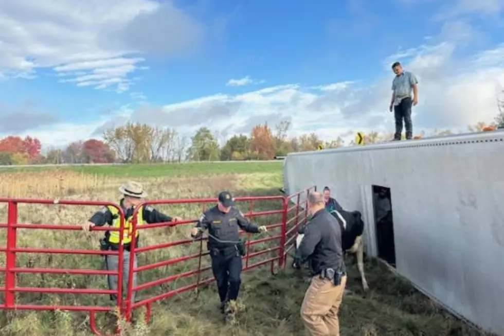 Cow Rescue in Upstate New York
