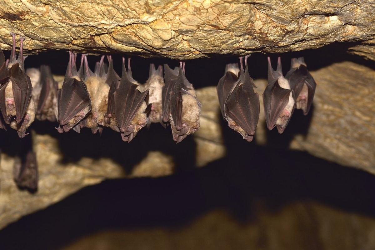 Don't Wake The Bats In New York Caves This Winter