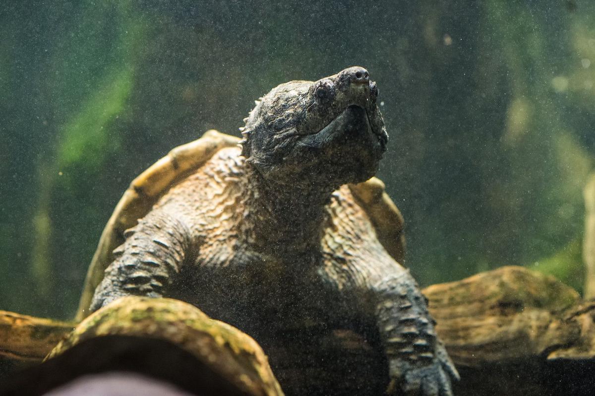 New York Animal Rehab Releases Baby Snapping Turtles
