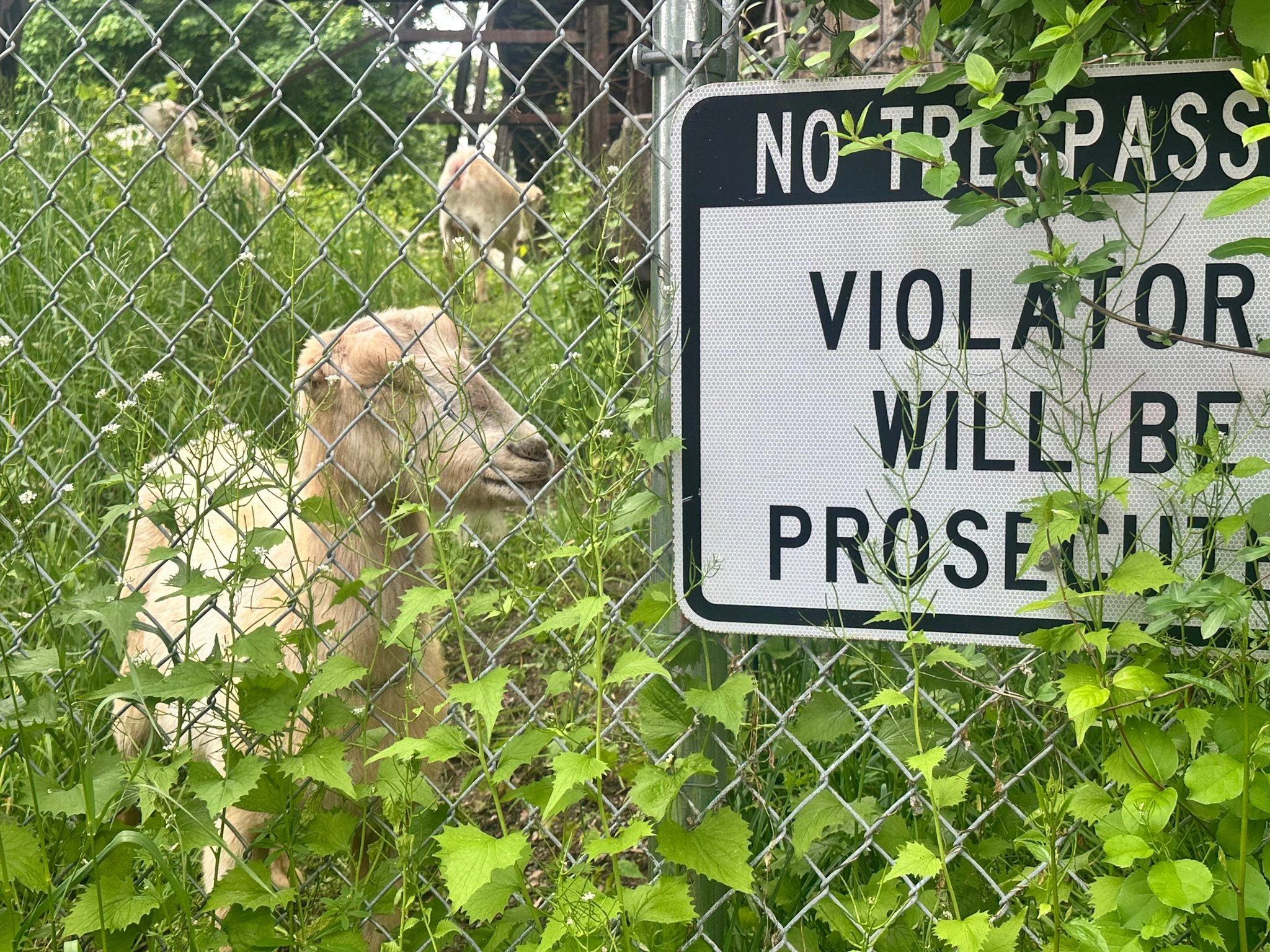 未開封ZORN OZROSAURUS ZEEBRA AREA AREA GOAT These Goats Have a Big Job at Walkway Over the Hudson