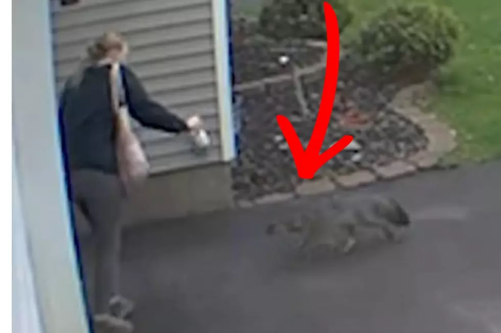 Fox Attacks Woman Upstate New York