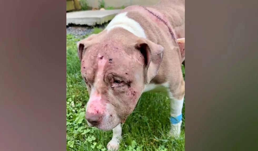 Hudson Valley Dog Seriously Injured During Backyard Bear Attack