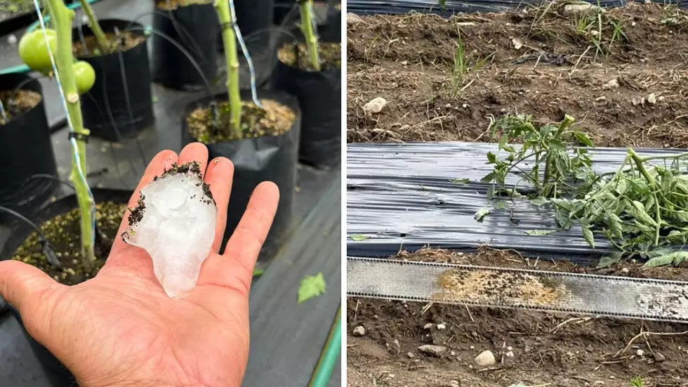 After the Storm: Photos Capture Damage Left Behind at Local Farm