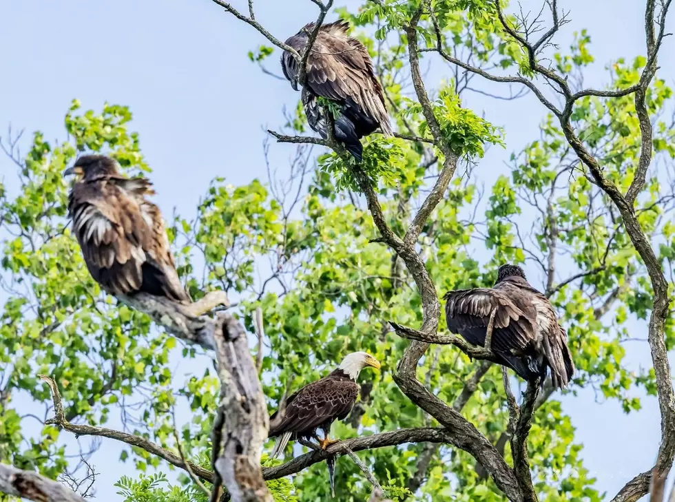 Hudson Valley Bald Eagle Nest Filled With Growing Eaglets Ready to Fly