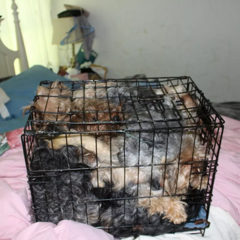 Ulster County SPCA, via Facebook