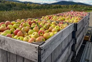 Fishkill Farm Shares Crop Updated After Brutal April Frost