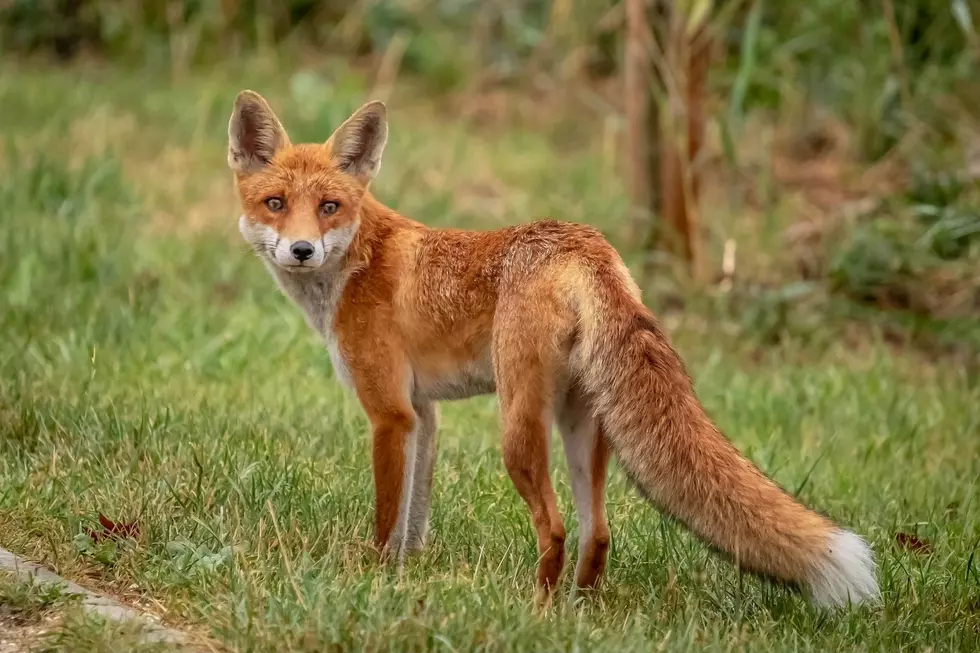 Fox Attack Upstate New York