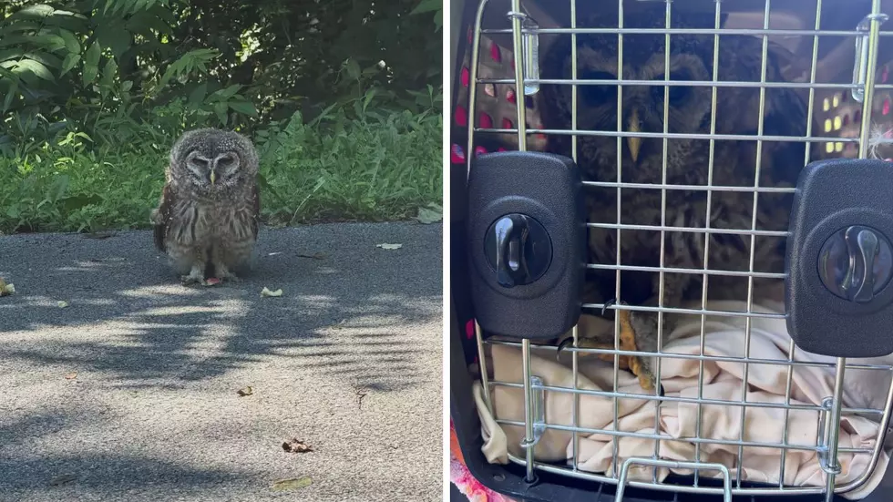 Dutchess County Deputies Spring Into Action to Save Injured Owl