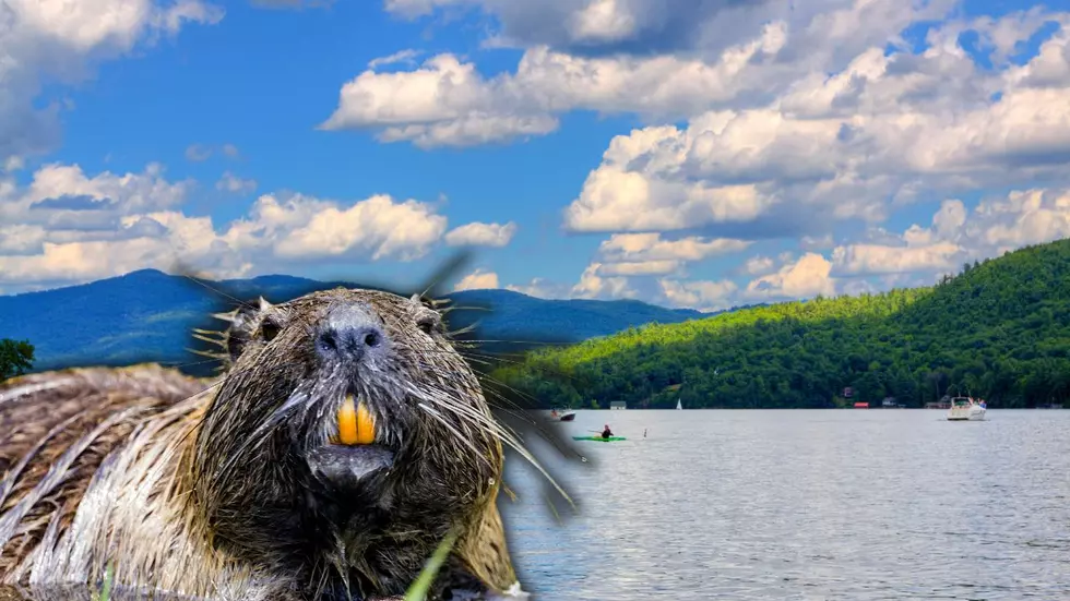 Lake George Swimming Advisory Issued Due to Potentially Rabid Beavers