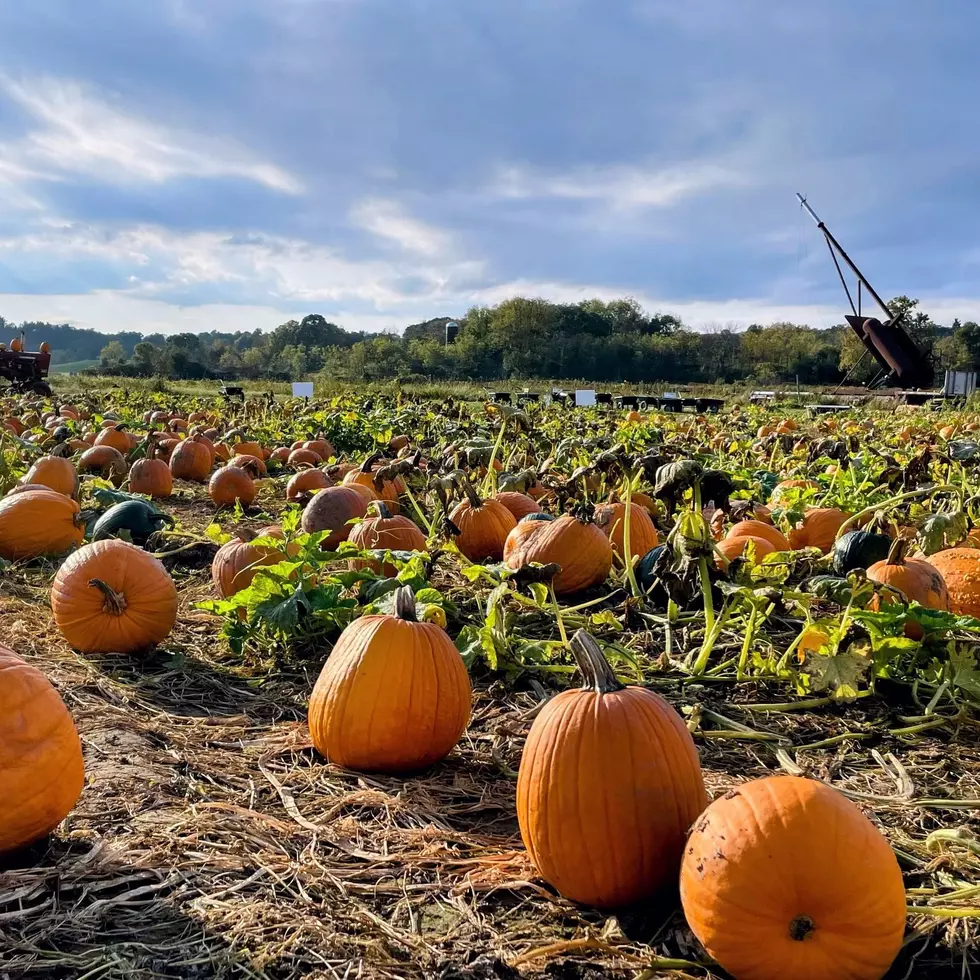 Hudson Valley Pumpkin Patch Nominated for Best in the U.S.