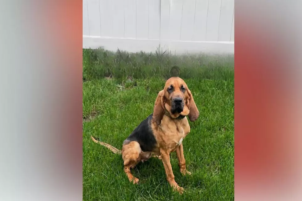 Upstate New York Sheriff’s Deputy Suspended After Death of K-9 Officer