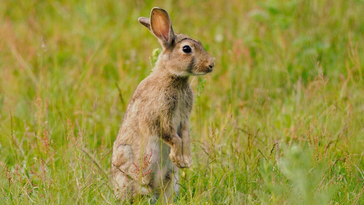 NY Health Officials Investigating 3 Probable Rabbit Fever Cases