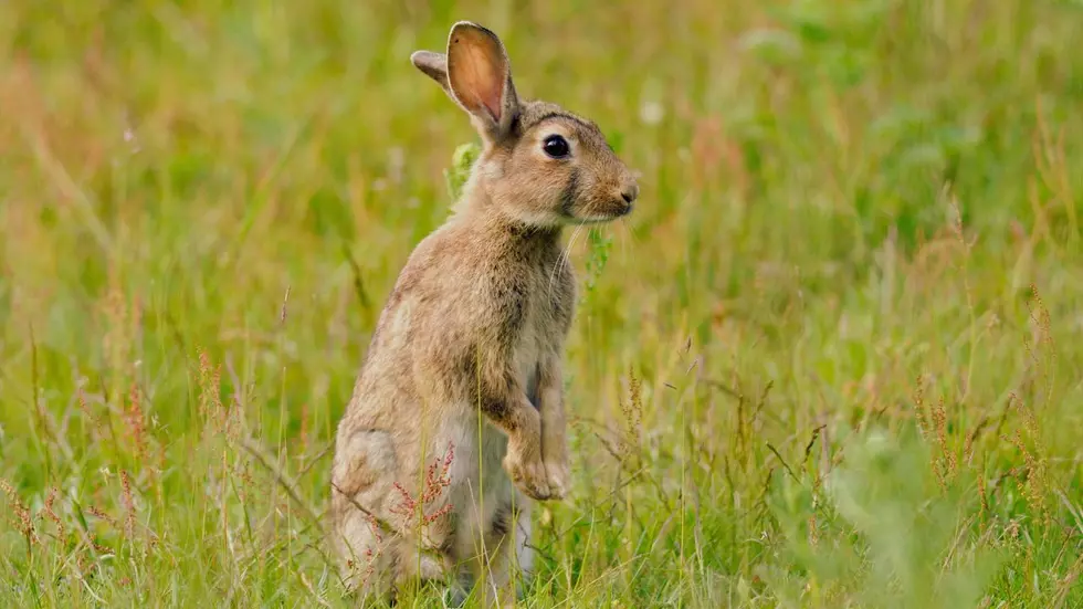 NY Health Officials Investigating 3 Probable Rabbit Fever Cases