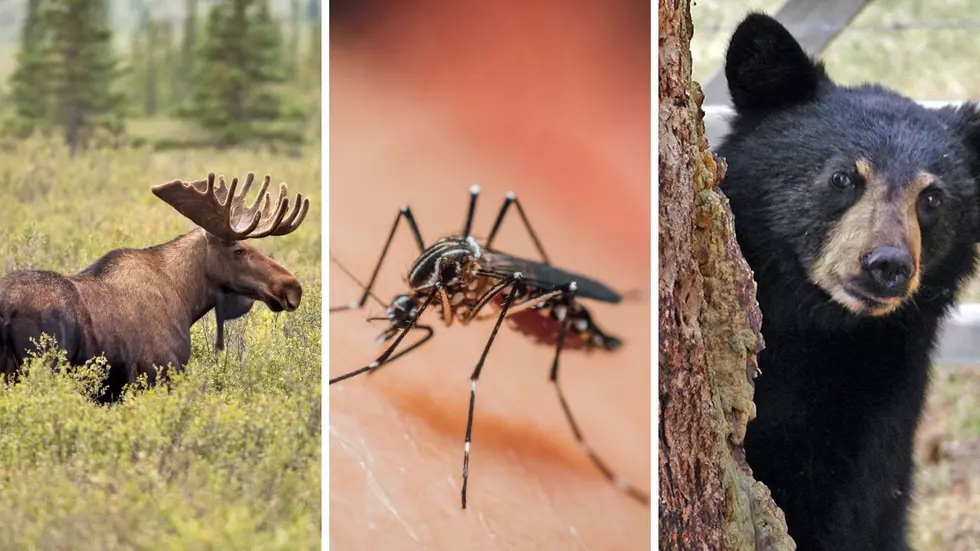 The Most Dangerous Animal in NY...is a Mosquito?