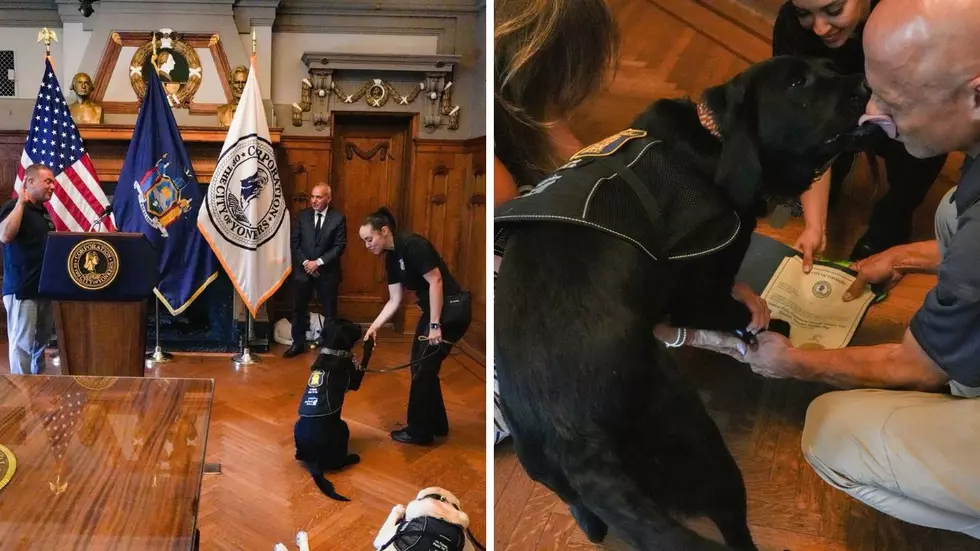 Yonkers PD Swears In 2 New Facility Dogs With a Very Special Job
