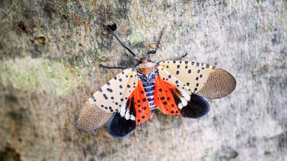 Squish It! The Spotted Lanternfly is Back in the Hudson Valley