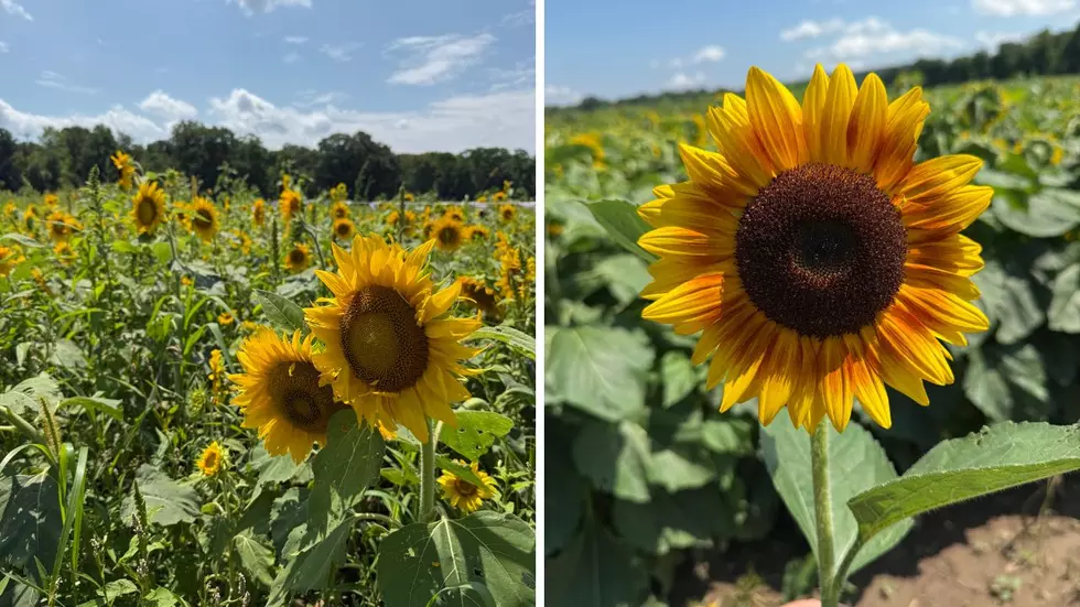 The Hudson Valley Flower Fields Are in Full Bloom at Kelder’s Farm in Kerhonkson