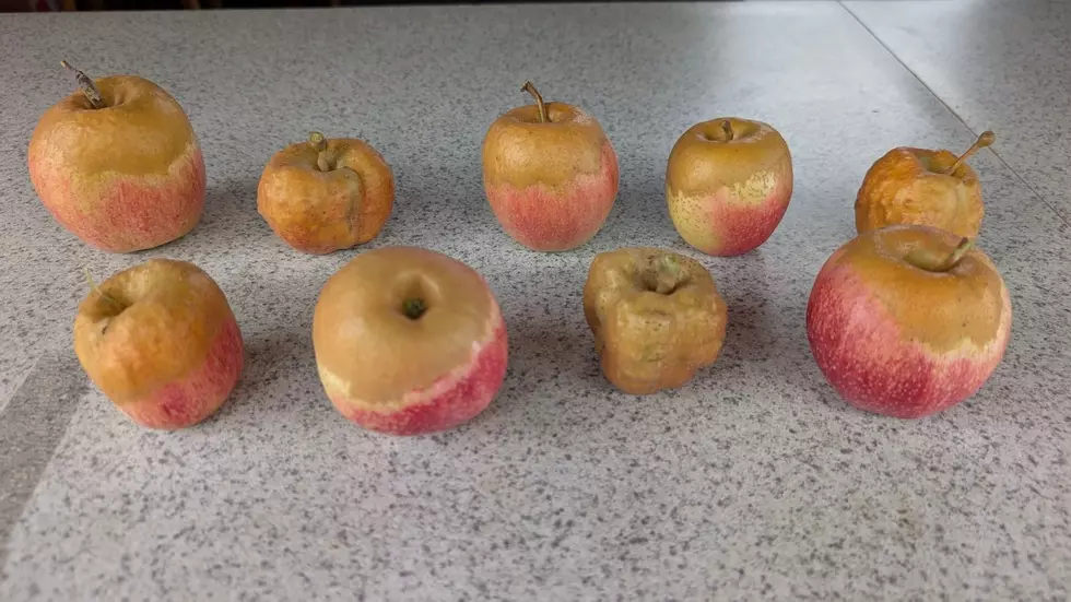 This Is What the Hudson Valley’s Spring Freeze Did to Apples