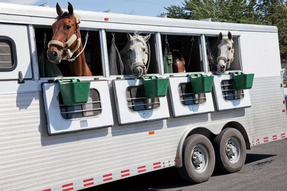 Police Rescue Horses Being Transported to Canada for Slaughter
