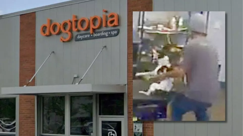 Disturbing Video Leads to Arrest After Senior Dog Allegedly Abused at Westchester Groomer