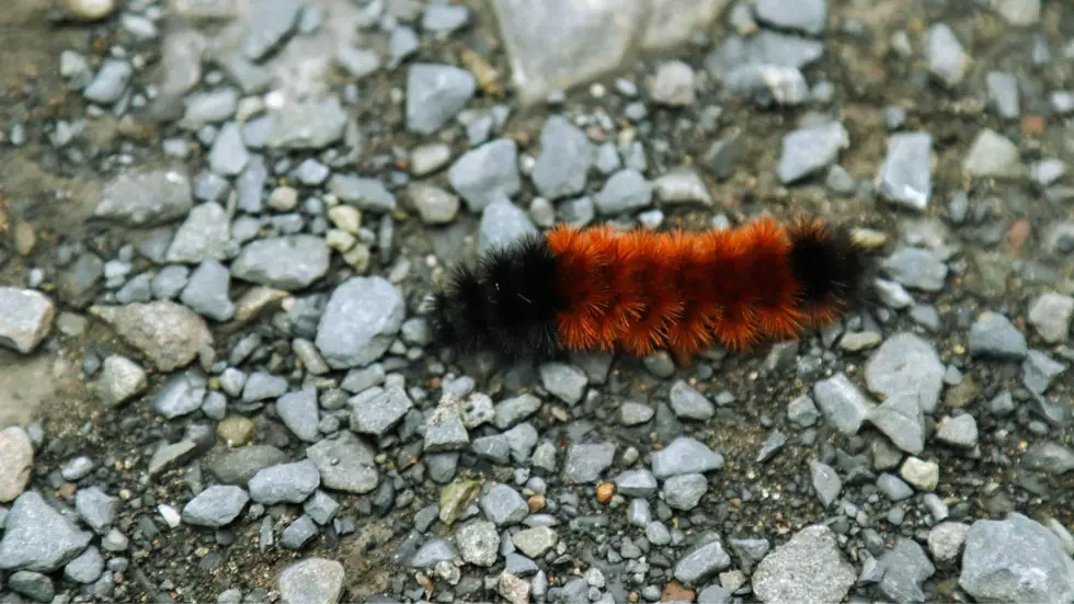 What Has The Woolly Bear Predicted for the 2026-2027 New York Winter Season?
