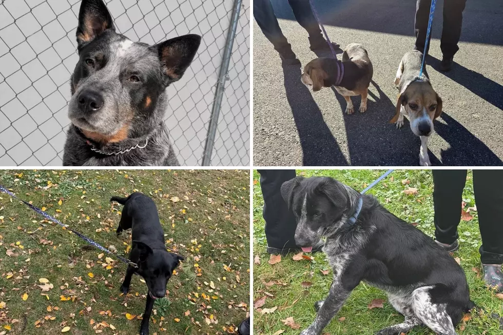 Abandoned Dogs Becoming a Problem Across Orange County, NY