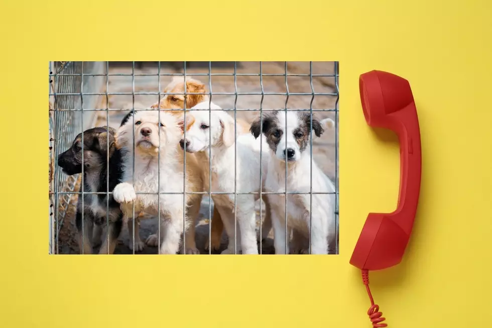 Dutchess County Launching New 24/7 Animal Cruelty Hotline