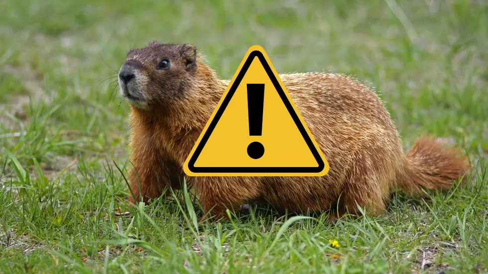 Aggressive Groundhog in Westchester County Tests Positive for Rabies