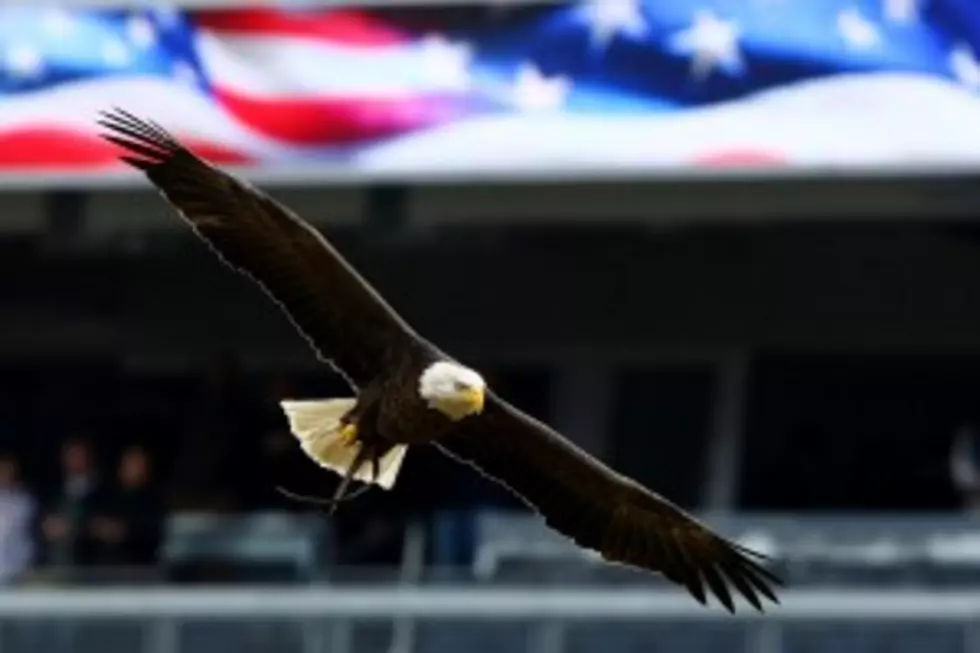 How Ironic &#8211; Bald Eagles Attack Post Office In Alaska