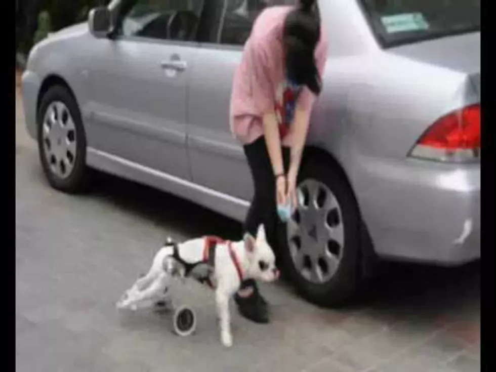 A Wheelchair For Dogs &#8211; Yes, Really And It&#8217;s Cool [Video]