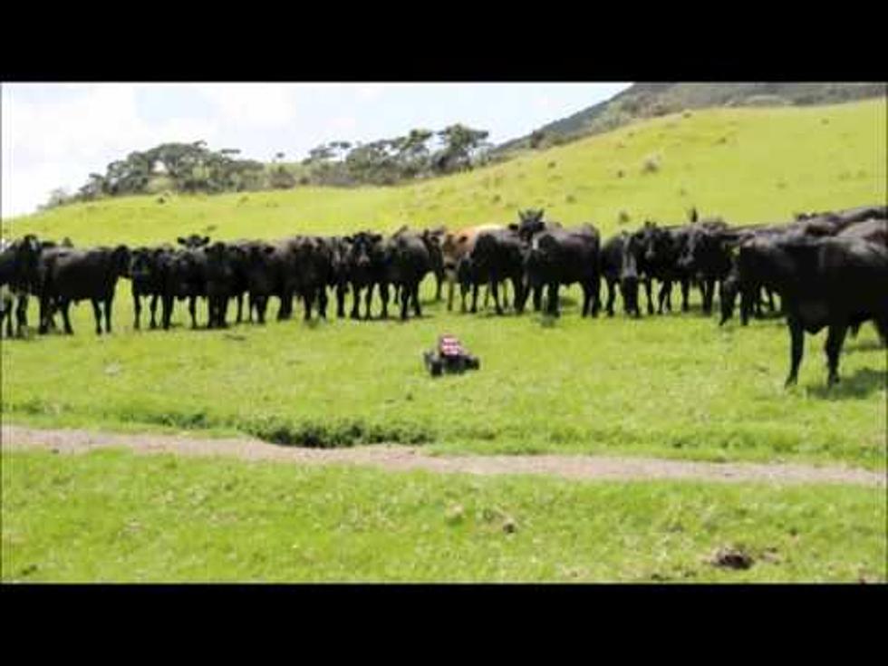 Remote Controlled Car Fun With Cows – The Great Round Up [Video]
