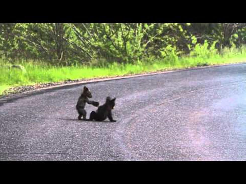 Wrestling Bear Cubs Stop Traffic At Yosemite National Park [Video]