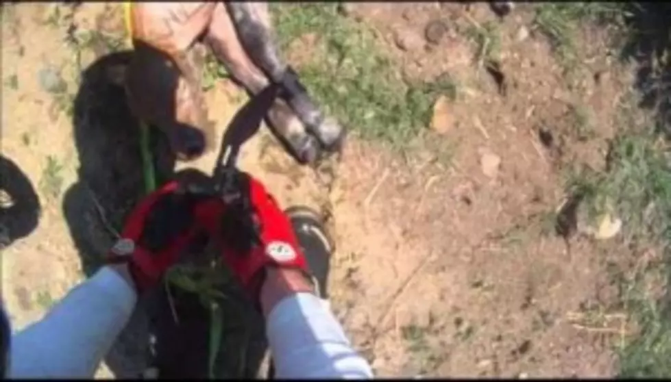 Motorcyclist Rescues Calf From Water Filled Ditch [Video]