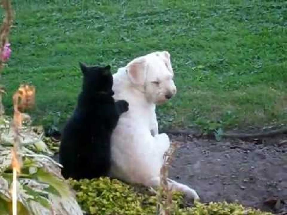 A First – Cat Gives Dog A Back Massage [Video]