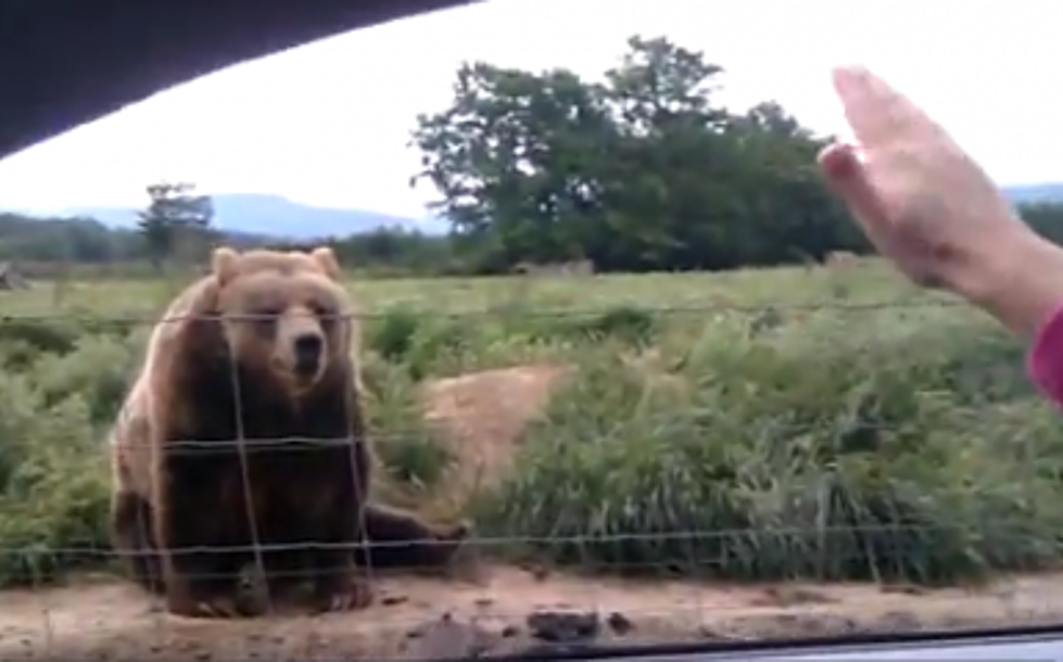 Baby Boy Finds “Polite Bear Waves Good Bye”