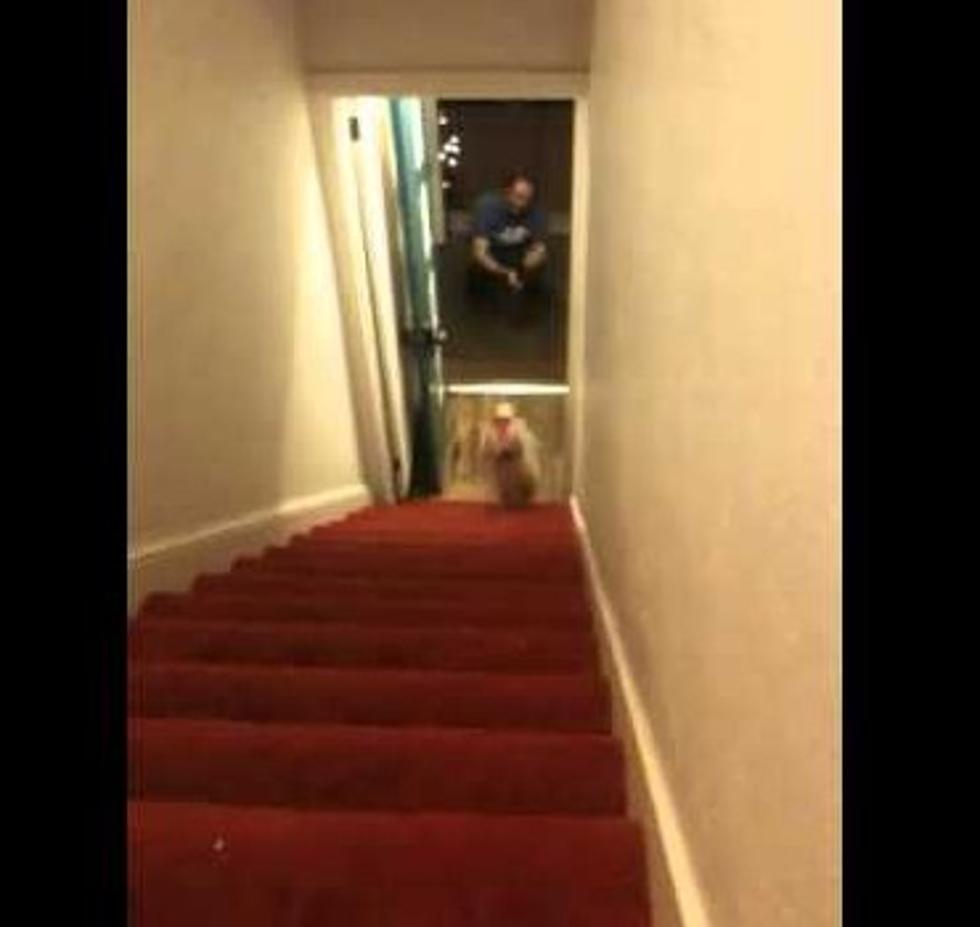 Dog In Santa Pants Walking Downstairs Just Screams Funny [Video]