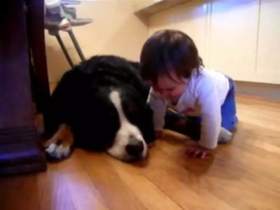 Dog Licks Laughing Baby &#8211; Very Funny [Video]