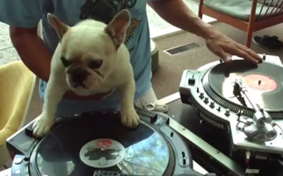 Baby Boy Finds: French Bulldog Scratching [VIDEO]