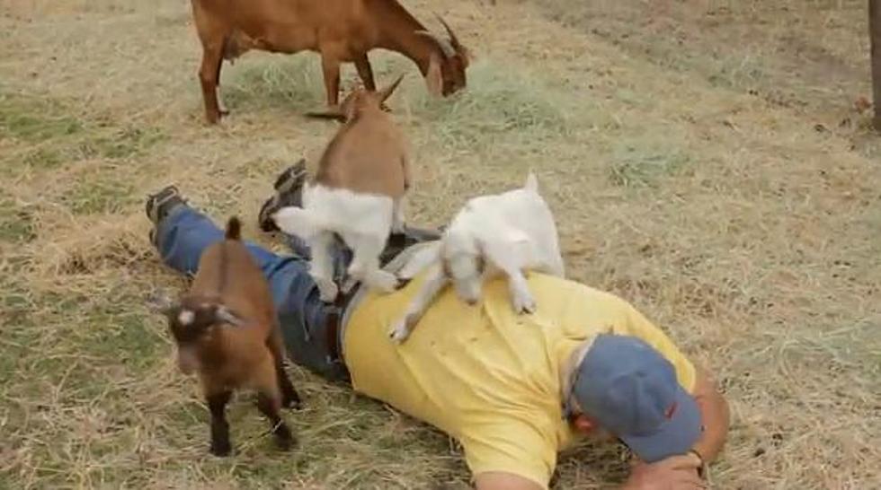 The Lastest Trend: Goat Massage [VIDEO]