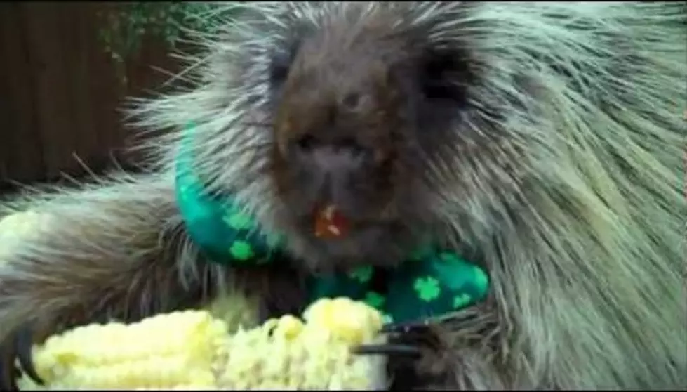 Say Hello To Teddy The Talking Porcupine [Video]