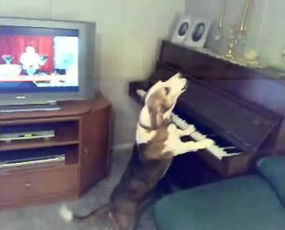 Dog Plays And Sings The Blues [Video]