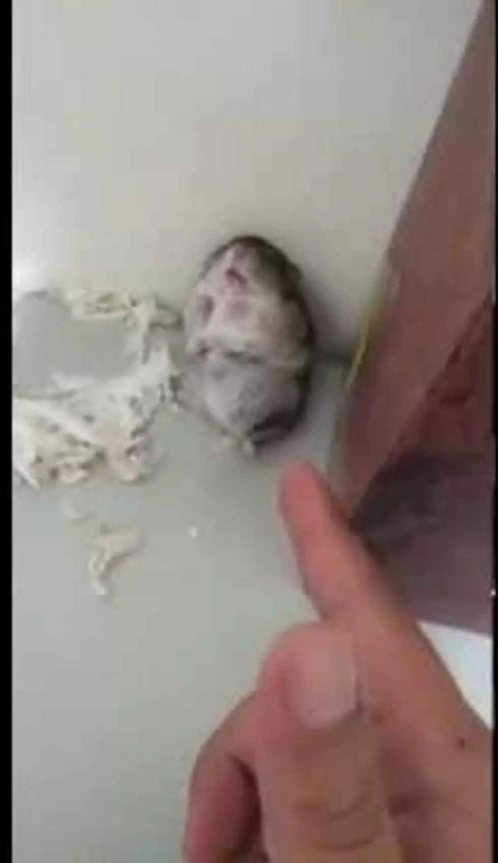 Hamster Plays ‘Dead’ On Cue [Video]