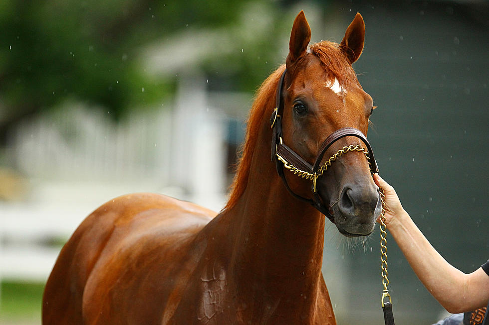 No Triple Crown Winner This Year – I’ll Have Another Is Scratched From The Belmont