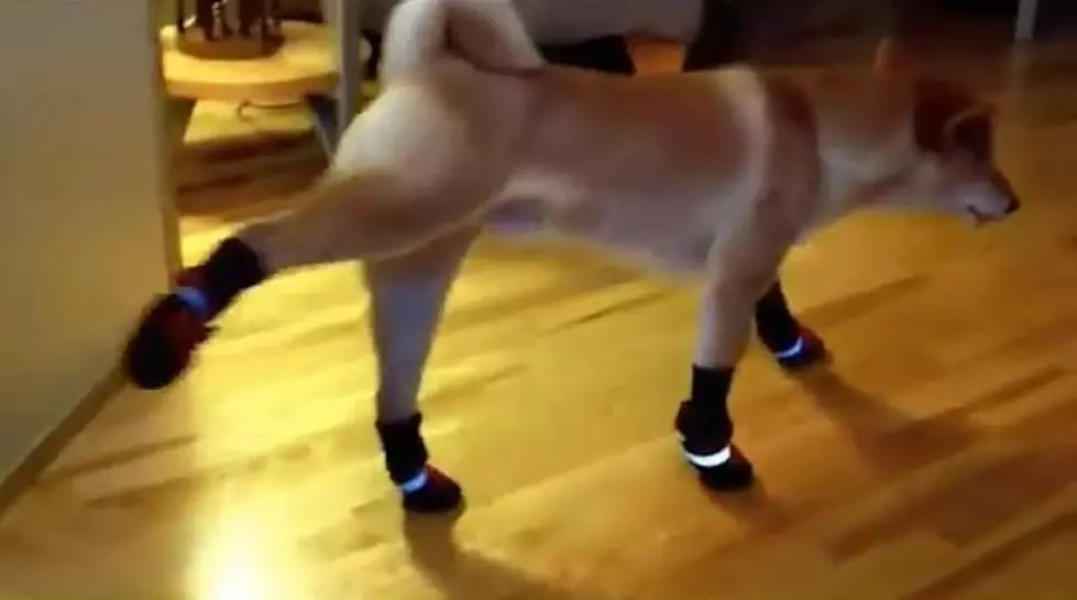 Dogs vs Boots, Hilarious [VIDEO]