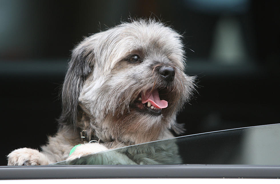 Should Pets Be Required to Wear Seat Belts When Riding In the Car [Poll]