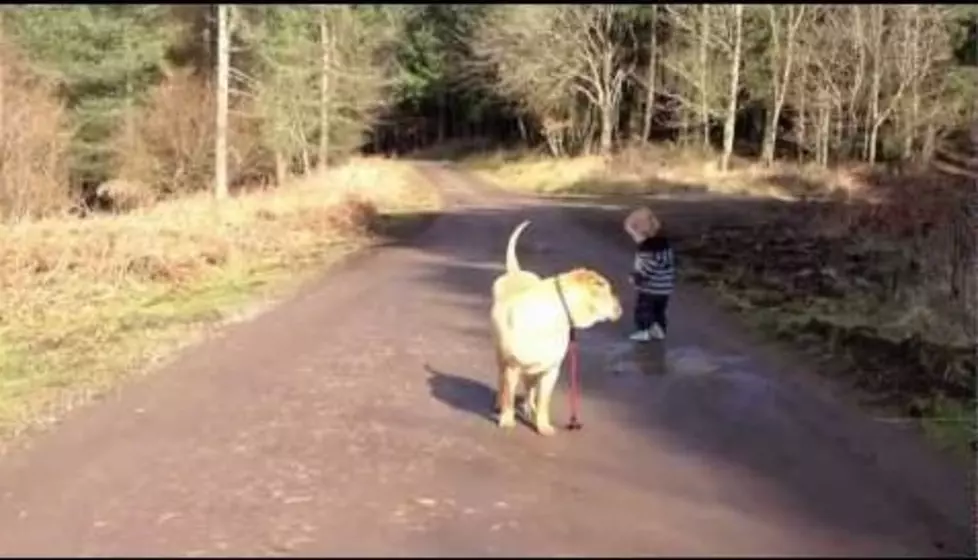 There Is Nothing Better Than Watching a Boy and His Dog