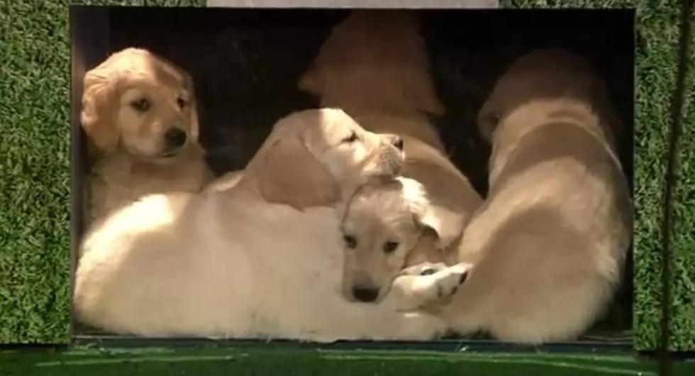 Puppies Predict the Super Bowl [VIDEO]