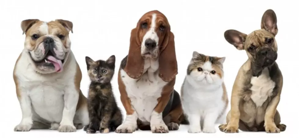 How Our Personalities Are Like Dogs and Cats