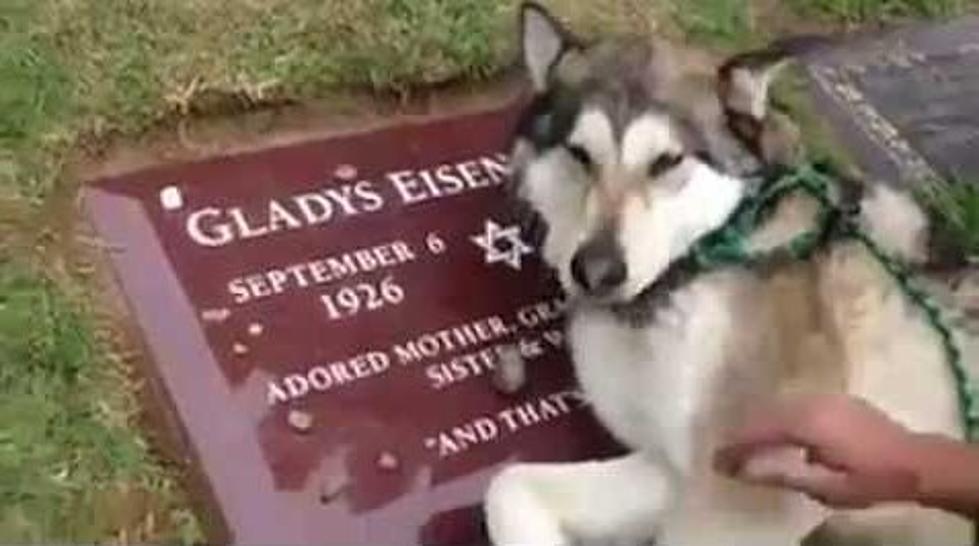 Dog Cries On Owner’s Grave Stone
